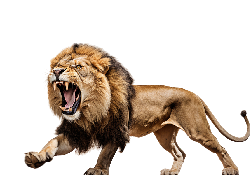 Lion rugissant